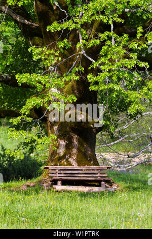 Lime Tree mit Sitzbank, Tilia platyphyllos, Kroatien, Europa Stockfoto