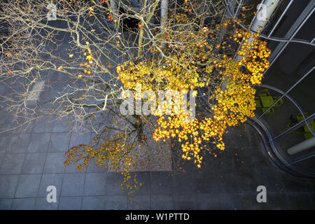 Farbige ahorn Baum im Herbst an der Kunst- und Ausstellungshalle der Bundesrepublik Deutschland entlang der Museumsmeile Bonn, Mittelrheintal, Nort Stockfoto