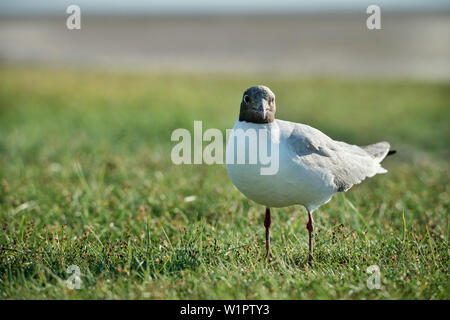 UNESCO-Welterbe Wattenmeer, Möwe, Westerhever, Schleswig-Holstein, Deutschland, Nordsee Stockfoto