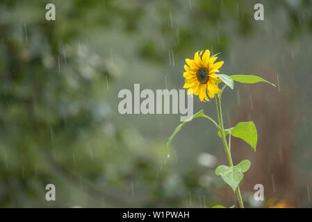 Sonnenblumen im Garten, Garten Blume, Sommer, Sommer Regen, Deutschland Stockfoto