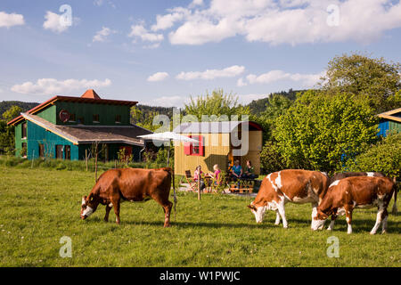 Ferienhaus Schoeneweiss mit freundlichen grasende Kühe auf einer Wiese, Vöhl, Hessen, Deutschland, Europa Stockfoto