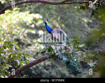 Pfau in der Nähe von Buduruvagala, südlichen Berge, Sri Lanka Stockfoto