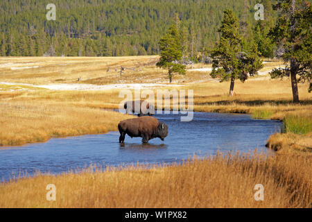 Buffalo, Nez Perce Creek, Yellowstone National Park, Wyoming, USA, Nordamerika Stockfoto