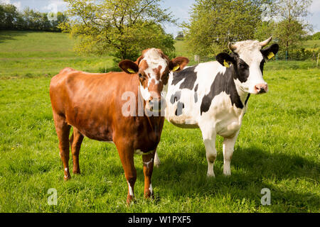 Freundliche Kühe auf einer Wiese, Ferienhaus Schoeneweiss, Vöhl, Hessen, Deutschland, Europa Stockfoto