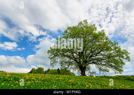 Riesige Baum auf einer blühenden Wiese, Bayern, Deutschland Stockfoto
