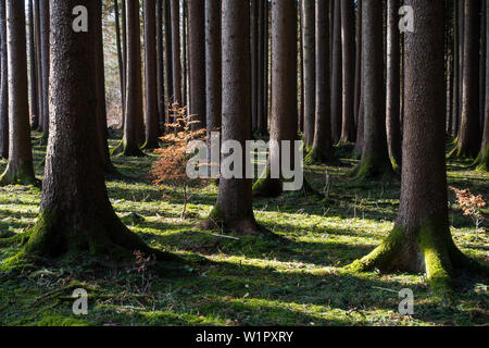 Junge Buche, Fagus sylvatica, in Fichte Wald, Herbst, Bayern, Deutschland, Europa Stockfoto