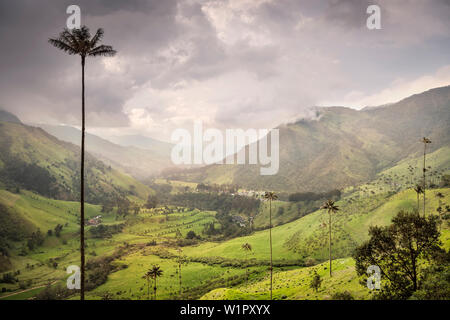 Cocora Tal, endemische Wachs Palmen, Salento, UNESCO Welterbe/Dreieck, Departmento Quindio, Kolumbien, Südamerika Stockfoto