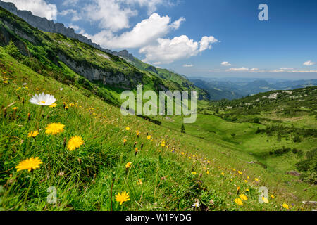 Wiese mit Blumen mit Plateau Gottesackerplateau im Hintergrund, Allgaeuer Alpen, Tal der Walsertal, Vorarlberg, Österreich Stockfoto