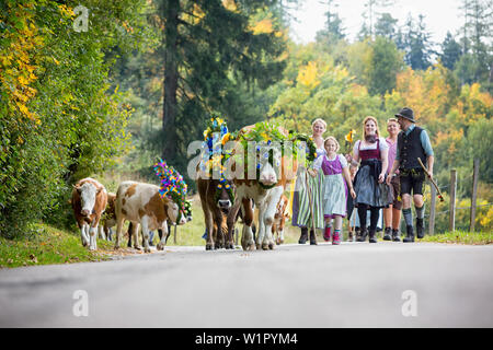 Gruppe von sennerinnen und Helfer in bayerischer Tracht mit prächtig dekorierten Kälber beim Almabtrieb Stockfoto