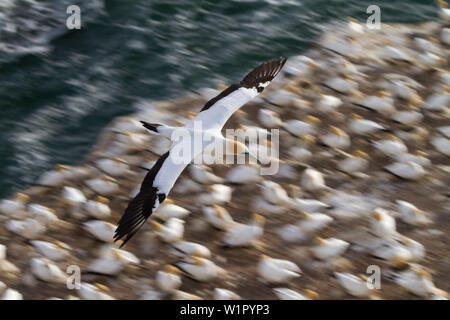 Gannett fliegen über muriwai Beach, Waitakere Ranges Regional Park, Auckland, Nordinsel, Neuseeland, Ozeanien Stockfoto