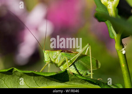 Hochland Grün Bush-Cricket, männlich, Tettigonia cantans, Bayern, Deutschland, Europa Stockfoto