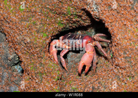 Kinder Krabben wieder an Land, Gecarcoidea natalis, Christmas Island, Australien Stockfoto