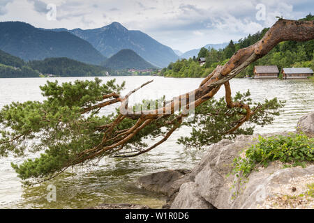 Pine Tree, Naturerbe am Grundlsee, Bad Aussee, Steiermark, Österreich, Europa Stockfoto