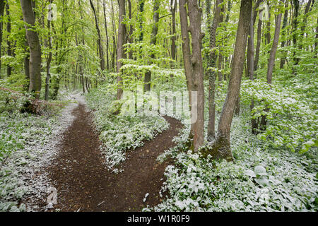 Wanderweg am Anninger, Kälteeinbruch im Frühjahr, Baden bei Wien, Wienerwald, Niederösterreich, Österreich Stockfoto