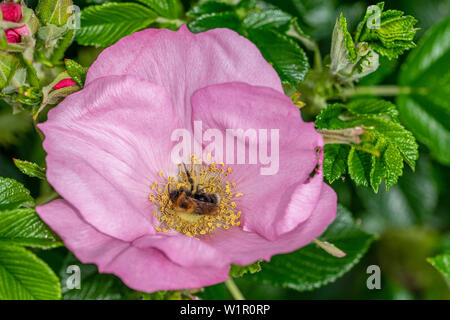 Baum, Hummel (Bombus hypnorum) Pollen sammeln von der Blume eines dogrose (Rosa Canina) Stockfoto