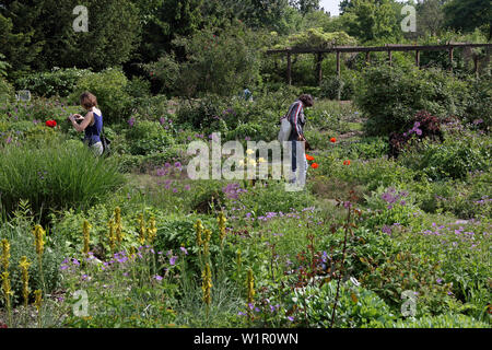 Rose Garden, Public Garden der Baumschule Bischweiler, Sachsenstrasse 2, Untergiesing, München, Bayern, Deutschland Stockfoto