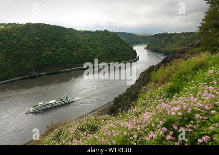 Ausflug Schiff am Rhein, Blick vom Rheinsteig Wanderweg zur Loreley bei St. Goarshausen, Rhein, Rheinland-Pfalz, Deutschland Stockfoto