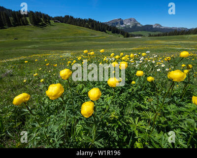 Globus Blumen, Trollius europaeus, Schweizer Alpen, Schweiz, Europa Stockfoto