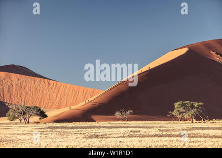 Düne 45 in der Morgensonne, Sossusvlei, Namib Naukluft National Park, Hardap, Namibia, Afrika. Stockfoto