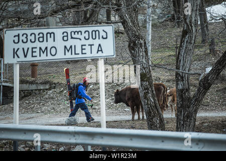 Junge weibliche Skifahrer vorbei gehen Kühe, Gudauri, Mtskheta-Mtianeti, Georgien Stockfoto