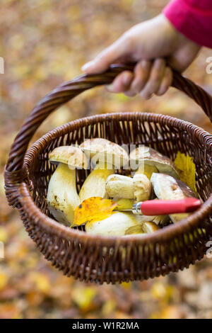 Pilze sammeln, porcino, Cep, gelbe Steinpilze, Korb, Herbst Wanderung von Goldenbaumer Mühle am See entlang Mühlenteich bis Jugendwaldheim Steinm Stockfoto