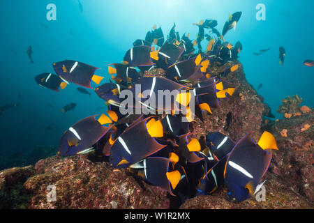 Fischschwarm von König Angelfish, Holacanthus Passer, Cabo Marshall, Isabela Island, Galapagos, Ecuador Stockfoto