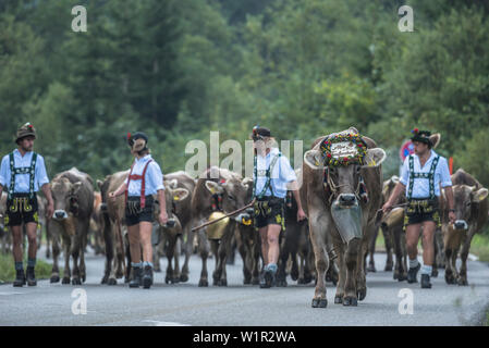 Kühe tragen Glocken für den Almabtrieb, Stillachtal, Oberallgaeu, Allgaeu, Oberallgaeu, Alpen, Deutschland Stockfoto