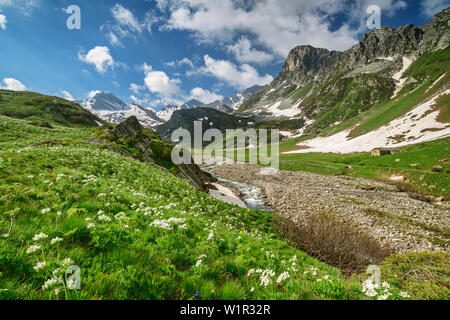 Alpine Anemonen und Narzissen Anemone mit Cottischen Alpen im Hintergrund, das Tal Val Varaita, Cottischen Alpen, Piemont, Italien Stockfoto