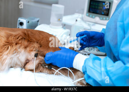 Ein Tierarzt ist das Verwalten eines narkotisierten Hund. Ein Hund mit einem Katheter in der Pfote liegt auf dem OP-Tisch in einer Tierklinik. Ein cocke Stockfoto