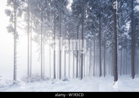 Winterlichen Tannenwald über Tutzing und Ilkahoehe, Bayern, Deutschland Stockfoto