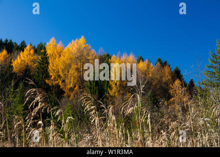 Mischwald mit Lärchen im Herbst, Oberbayern, Deutschland, Europa Stockfoto