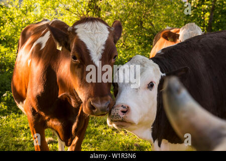 Freundliche Kühe auf einer Wiese, Ferienhaus Schoeneweiss, Vöhl, Hessen, Deutschland, Europa Stockfoto