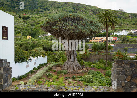 El Drago Milenario bei Icod de los Vinos, Teneriffa, Kanarische Inseln, Islas Canarias, Atlantik, Spanien, Europa Stockfoto