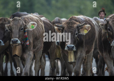 Kühe tragen Glocken für den Almabtrieb, Stillachtal, Oberallgaeu, Allgaeu, Oberallgaeu, Alpen, Deutschland Stockfoto