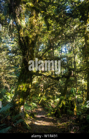 Lake Waikaremoana Great Walk, Hawke's Bay, North Island, Neuseeland, Ozeanien Stockfoto