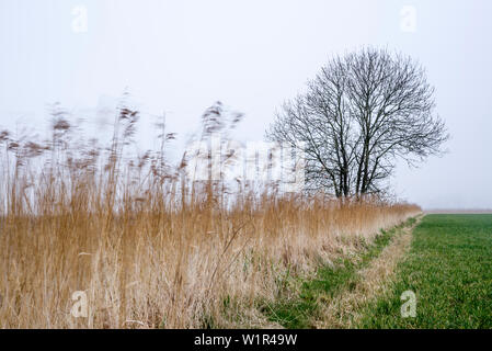 Weide mit Baum und Schilf in Nebel, Altharlingersiel, Esens, Wittmund, Ostfriesland, Niedersachsen, Deutschland Stockfoto