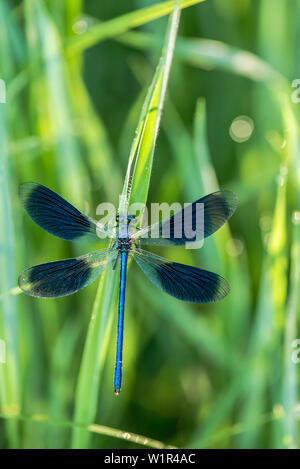 Kleine Libelle, demoiselle mit Eiern, Biosphärenreservat, Sommer, Spreewald, Brandenburg, Deutschland Stockfoto