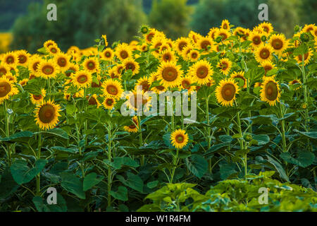 Sonnenblumen in der Farm Felder im Sommer Stockfoto