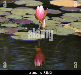 Pink Lotus mit geschlossenen Blüten und Blätter Seerose, Wasser Pflanze mit Reflexion in einem Teich mit mirky Wasser Stockfoto