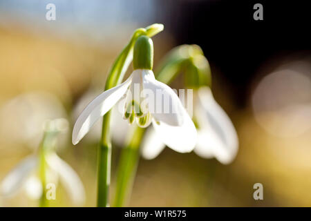 Nahaufnahme der snowdrop Blumen blühen im Frühjahr in der Nähe von Frankenau, Hessen, Deutschland, Europa Stockfoto