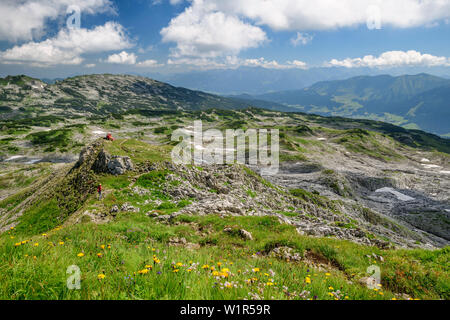 Wiese mit Blumen vor Plateau Gottesackerplateau, Allgaeuer Alpen, Tal der Walsertal, Vorarlberg, Österreich Stockfoto