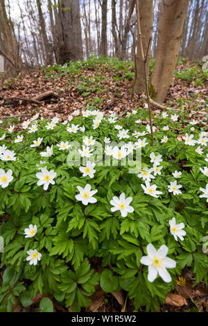 Buschwindröschen in Buchenwald im Frühjahr, Anemone officinalis, Nationalpark Hainich, Thüringen, Deutschland, Europa Stockfoto