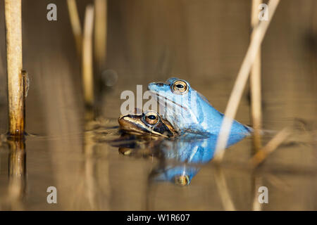 Moor Frog, Rana arvalis, Paarung, Bayern, Deutschland, Europa Stockfoto