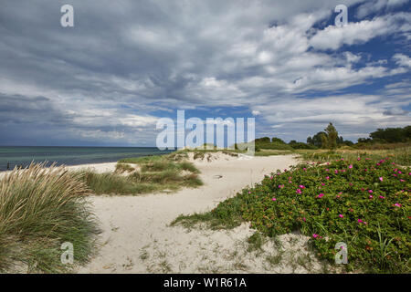 Ostseeküste in Kühlungsborn, Mecklenburg-Vorpommern, Deutschland Stockfoto
