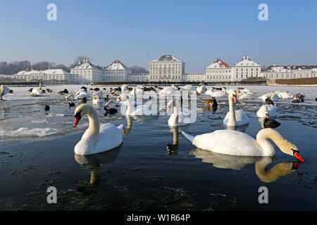 Schwäne in einem Teich vor Schloss Nymphenburg, Markt Indersdorf, München, Oberbayern, Bayern, Deutschland Stockfoto