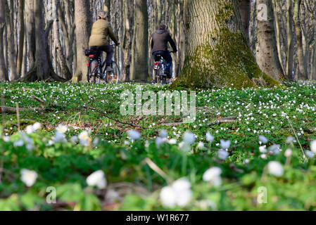 Radfahrer in der Ghost-Wald in der Nähe von Nienhagen, Ostsee, Mecklenburg-Vorpommern, Deutschland Stockfoto