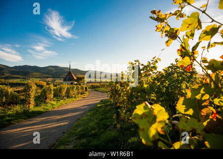 Weinberge, Sonnenuntergang, Ehrenstetten, in der Nähe von Freiburg im Breisgau, Markgräflerland, Schwarzwald, Baden-Württemberg, Deutschland Stockfoto