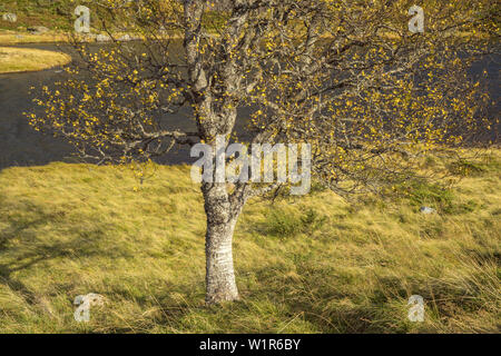 Birke im Herbst, Folgefonna Nationalpark, Hordaland, Fjord, Norwegen, Südnorwegen, Norwegen, Skandinavien, Nordeuropa, Europa Stockfoto