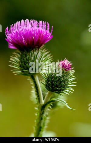 Cardus marianus oder Mariendistel (Silybum marianum), Nordhessen, Hessen, Deutschland, Europa Stockfoto