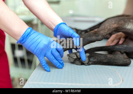 Professionelle tierärztliche in blau Handschuhe halten Sie Hund auf einer tierärztlichen Tabelle während der Ultraschall-untersuchung. Stockfoto